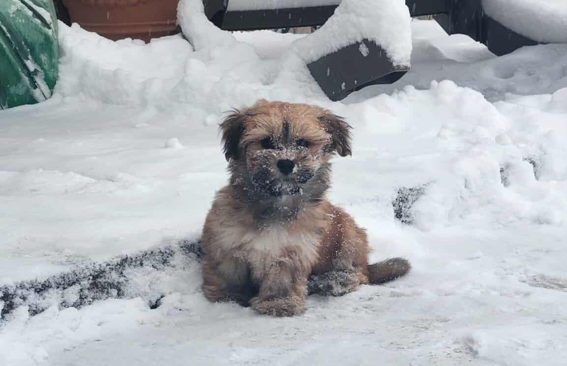 Small brown and black puppy sits in the snow and looks at the camera. he is judging you