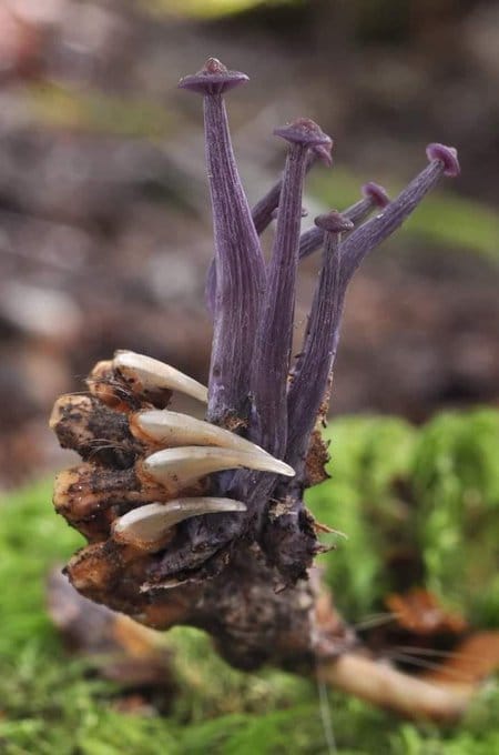 a dessicated raccon paw with a mushroom bouquet in it's grip